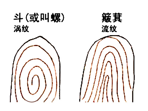 相术 手相   指尖上的手纹分为斗和簸箕,斗纹又称螺纹,涡纹,斗纹呈