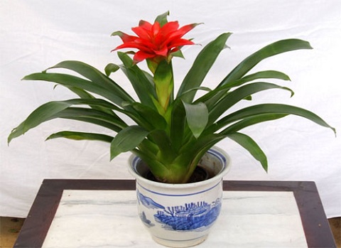 属牛适合养什么花_起名网