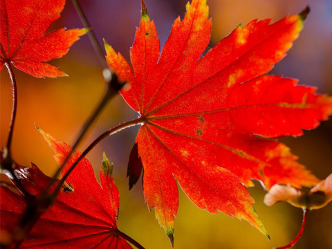 宝宝起名 鸡年姓王的男孩名字大全_起名网