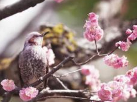 几月几号到几月几号是射手座_起名网