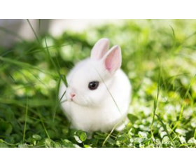 属兔几岁转运，属兔人何时能行大运？