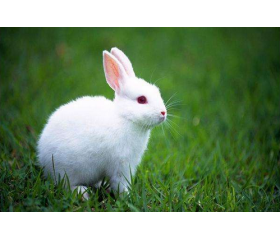 属兔人几月出生最命苦，哪个月份出生运势最差？