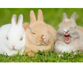 1999年属兔人哪年起大运，何时能迎来人生小巅峰？