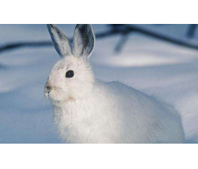 属兔人今年的事业贵人，属猪属虎属蛇属狗