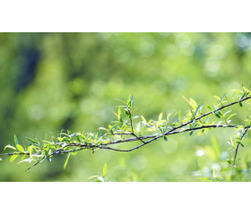 农历有28天的时候吗，农历都有哪些特点呢？