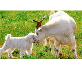 属羊女的一生婚姻运势如何，幸福美满