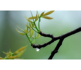 雨水节气有什么讲究，雨水前后有哪些习俗