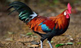 属鸡人的桃花运在哪一年，21岁25岁30岁