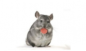 属鼠2020年可以生鼠宝宝吗，几月出生旺父母