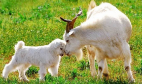 属羊2020年可以生鼠宝宝吗，几月出生旺父母