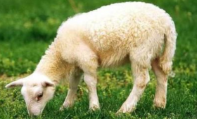 属羊人2019年6月份运势详解：枯木逢春 运势上扬