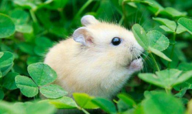 属鼠人2019年6月份运势详解：凶多吉少 灾祸缠身