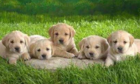 属狗2019年下半年运势