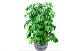 招财树放客厅会破财吗，如何提升金钱运势