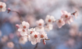 2020年东北方桃花位如何催旺，如何查询桃花位