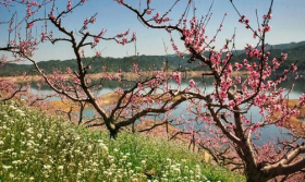 招桃花很灵的老方法，如何提升感情运势