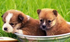 属狗的佩戴什么生肖好，属兔属虎属马