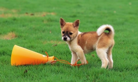 属狗人的婚姻与命运，平坦顺畅