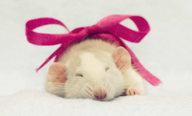 属鼠人的婚姻与命运，稳定前行