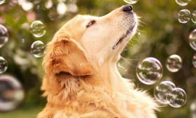 狗和什么生肖最配，属兔属虎属马