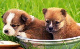 属狗五行属什么，运势如何