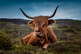 属牛今年的事业贵人，属鼠、属鸡、属蛇
