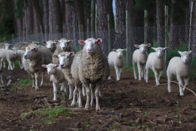 2021年属羊冲太岁怎么化解，牛年犯太岁佩戴什么好