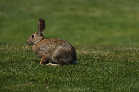 属兔人运气最好的年份，狗年羊年猪年