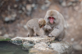 属猴和什么生肖相冲相克，属虎属猪属蛇