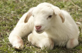 1967年属羊人54岁财运如何，属羊人金钱运势