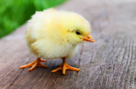 1969年属鸡52岁三大坎坷是什么，属鸡人何时遭遇劫难