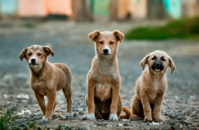 1970年属狗51岁后命运如何，属狗人综合运势