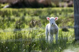 1979年属羊42岁有个劫怎么办，属羊人如何化解劫难