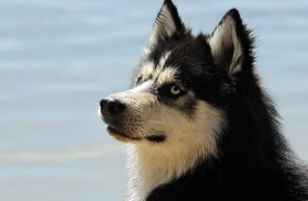 1982属狗人未来5年运势预测，属狗人综合运势