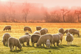 1979年属羊女人42岁后命运，79属羊女综合运势如何