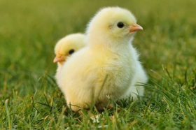 1981属鸡人40岁到49岁运程，属鸡人综合运势如何