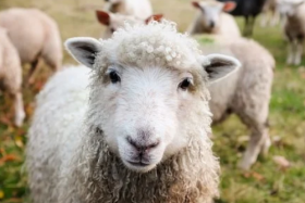 1991属羊一生大劫年在哪几年，属羊哪些年运势糟糕