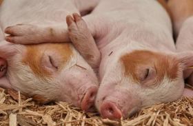 属猪2021年可以生牛宝宝吗，几月出生旺父母