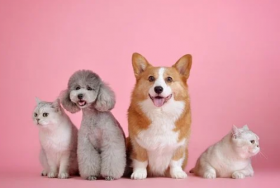 属狗2021年可以生牛宝宝吗，几月出生旺父母