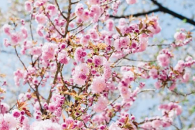 2021年有哪些生肖犯桃花，生肖马生肖虎生肖牛