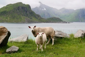 属羊2021年可以生牛宝宝吗，几月出生旺父母