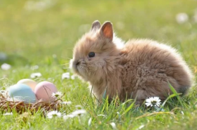 属兔人2021年3月份运势完整版