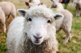 属羊人2021年3月份运势完整版