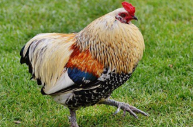 属鸡人2021年3月份运势完整版