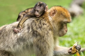 属猴人2021年3月份运势完整版