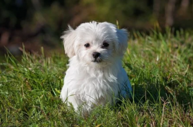 属狗人2021年3月份运势完整版