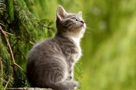 猫跟着人走是什么预兆，是好事还是坏事