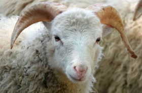 属羊人2021年5月份运势完整版