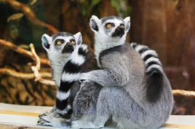 属猴人2021年5月份运势完整版