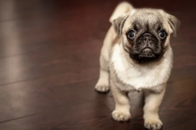 属狗人2021年5月份运势完整版